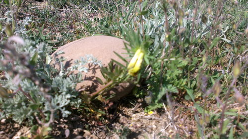 Vicia anatolica