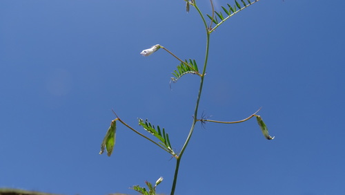 Vicia articulata (One-flower vetch) — photo
