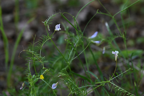 Vicia articulata (One-flower vetch) — photo