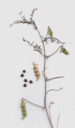 Vicia articulata