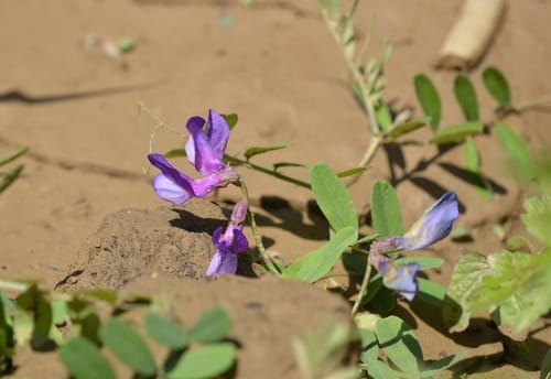 Vicia bungei (Three-toothed wild pea) — photo