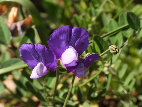Vicia bungei