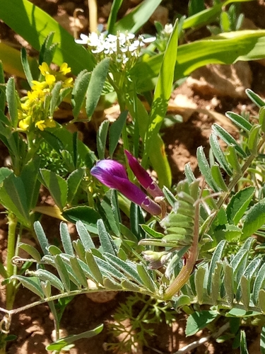 Vicia calcarata (Demehi) — photo