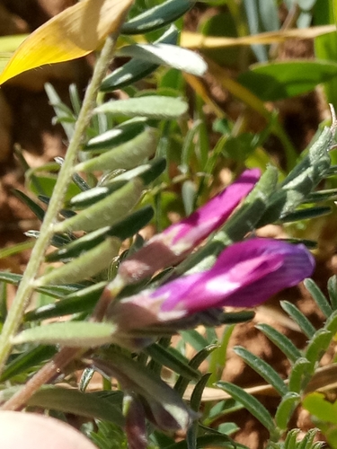 Vicia calcarata (Demehi) — photo