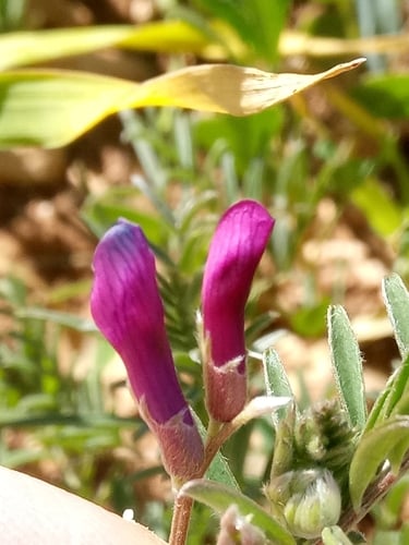 Vicia calcarata