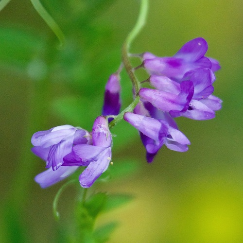 Vicia cracca (Tufted vetch) — photo