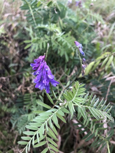 Vicia cracca (Tufted vetch) — photo