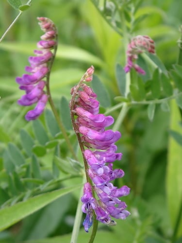 Vicia cracca