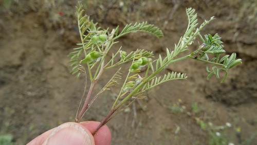 Vicia ervilia (Bitter vetch) — photo
