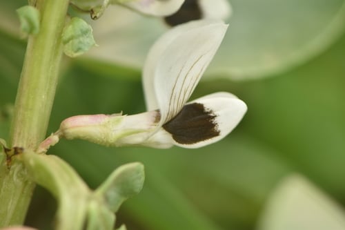 Vicia faba (Broad bean) — photo