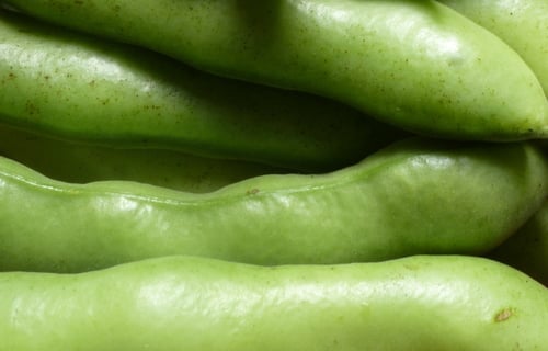 Vicia faba (Broad bean) — photo