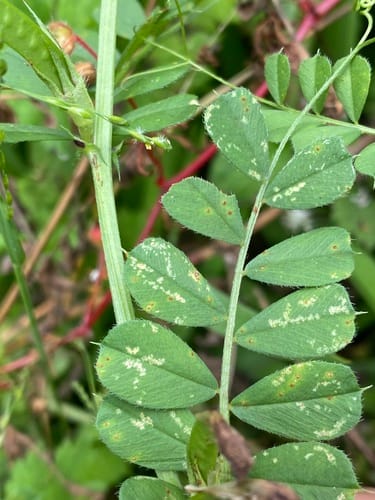 Vicia faba subsp. major (Broad bean) — photo