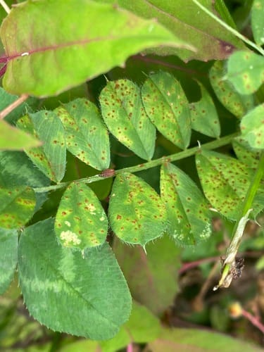 Vicia faba subsp. major