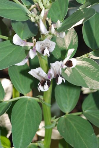 Vicia faba subsp. minuta