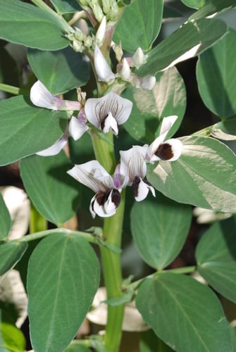 Vicia faba (Broad bean) — photo