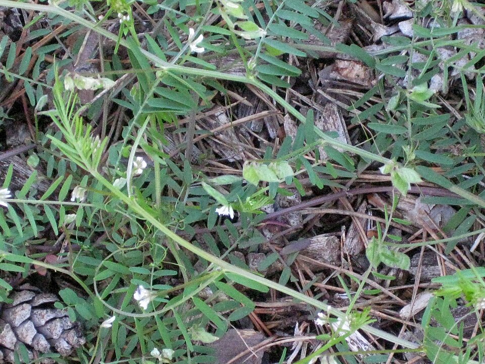 Vicia gemella (Smooth tare) — photo