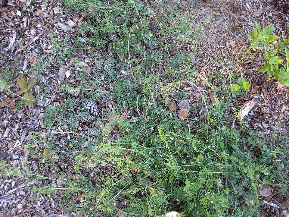 Vicia gemella