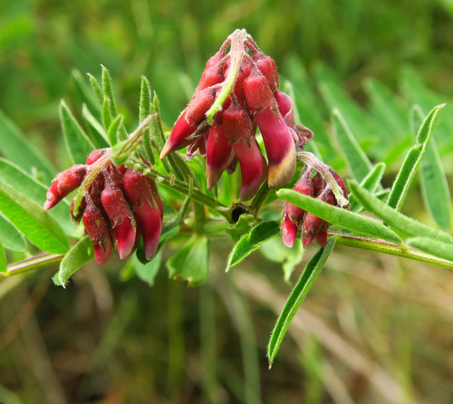 Vicia gigantea (Giant vetch) — photo