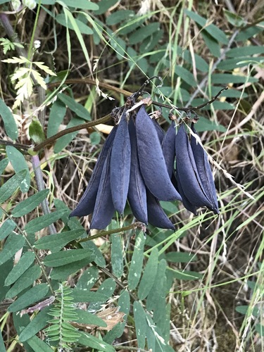 Vicia gigantea (Giant vetch) — photo