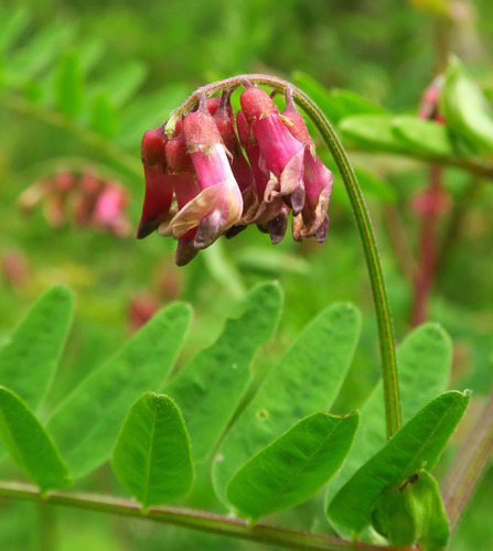 Vicia gigantea