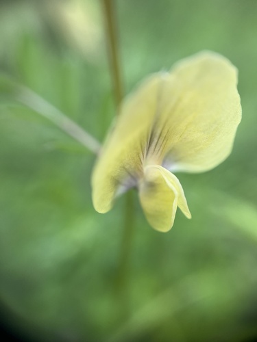 Vicia grandiflora var. kitaibeliana (Bigflower vetch) — photo