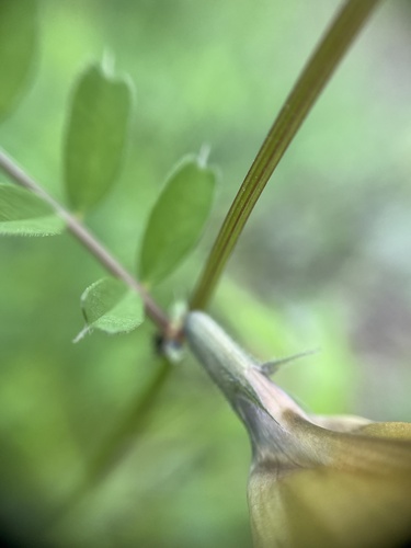 Vicia grandiflora var. kitaibeliana (Bigflower vetch) — photo