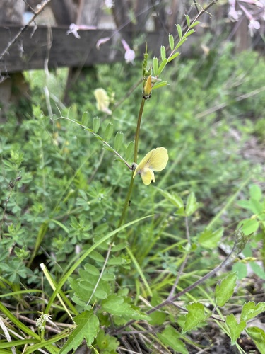 Vicia grandiflora var. kitaibeliana