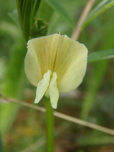 Vicia grandiflora