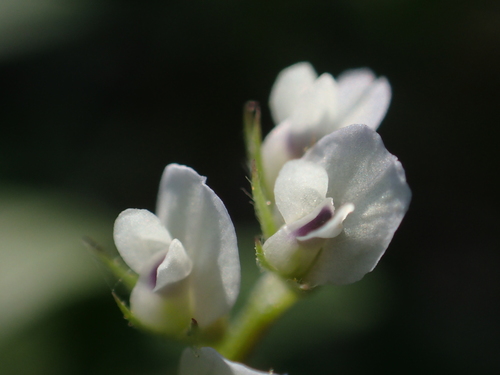 Vicia hirsuta (Hairy tare) — photo