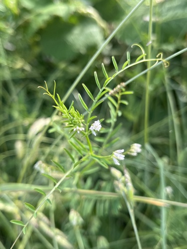 Vicia hirsuta (Hairy tare) — photo