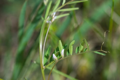 Vicia hirsuta