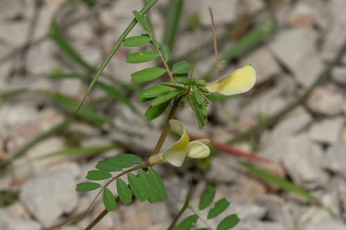 Vicia hybrida (Yellow hairy vetch) — photo