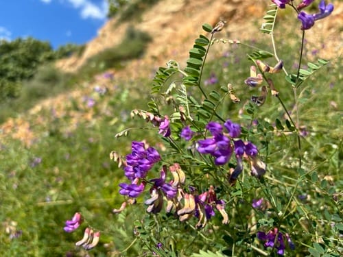 Vicia japonica — photo