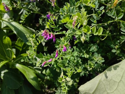 Vicia japonica — photo