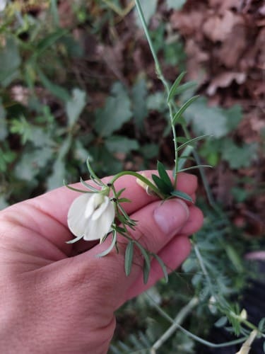 Vicia lutea — photo