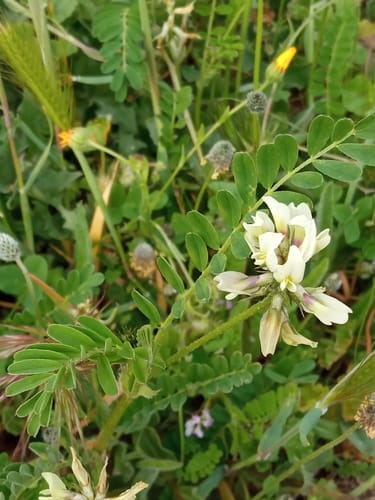 Vicia lutea — photo