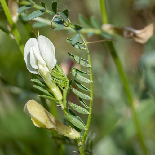 Vicia lutea