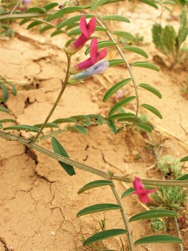 Vicia monantha (Hard vetch) — photo