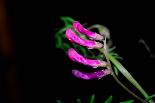Vicia monantha