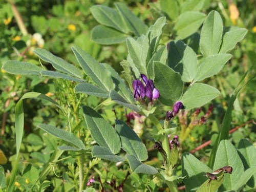 Vicia narbonensis (French vetch) — photo