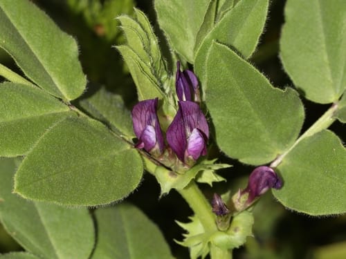 Vicia narbonensis (French vetch) — photo