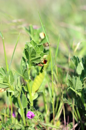 Vicia narbonensis