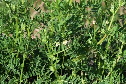 Vicia nigricans subsp. gigantea (Giant vetch) — photo