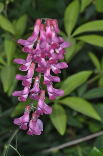 Vicia nigricans subsp. gigantea