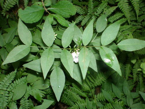 Vicia nipponica — photo