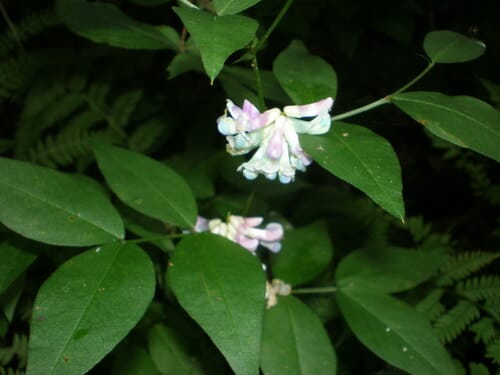 Vicia nipponica — photo