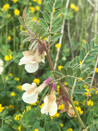 Vicia noeana — photo