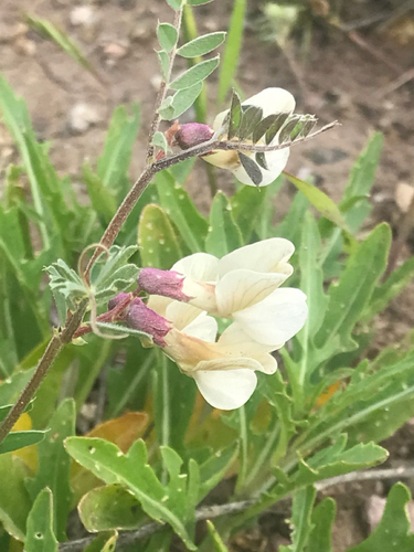 Vicia noeana
