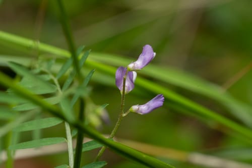 Vicia palaestina — photo
