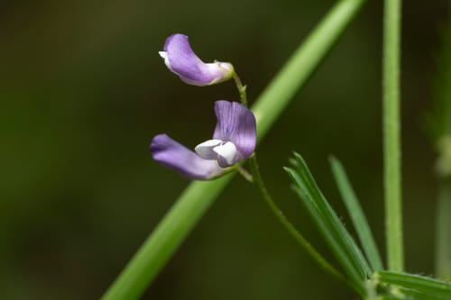 Vicia palaestina — photo